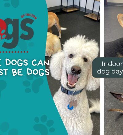 Dogs of Tucson - Tucson, AZ