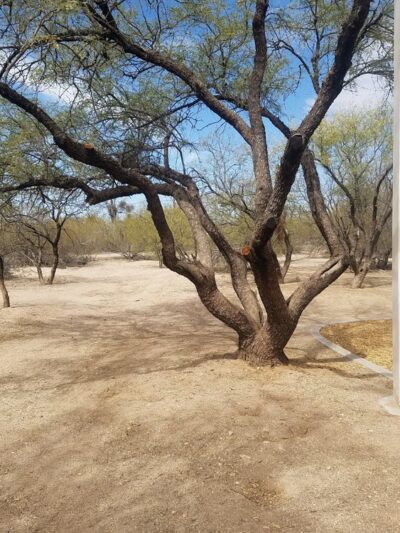 George Mehl Family Foothills Park - Tucson, AZ