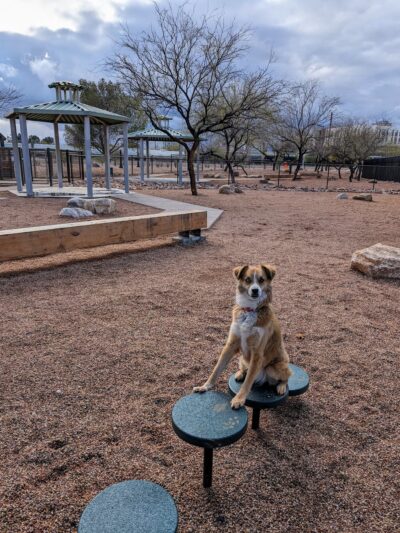 Iron Horse Dog Park - Tucson, AZ