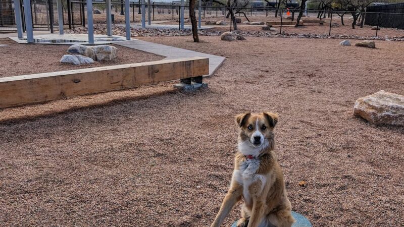 Iron Horse Dog Park - Tucson, AZ