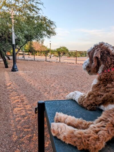 Iron Horse Dog Park - Tucson, AZ