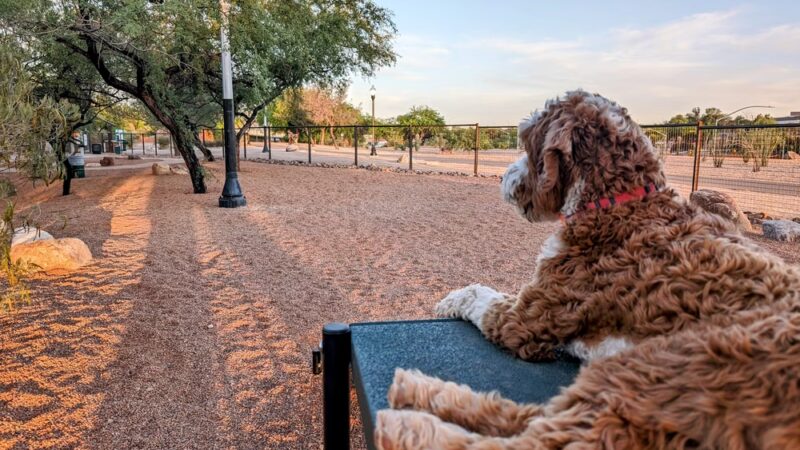 Iron Horse Dog Park - Tucson, AZ