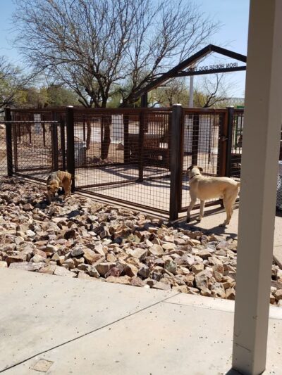 Iron Horse Dog Park - Tucson, AZ