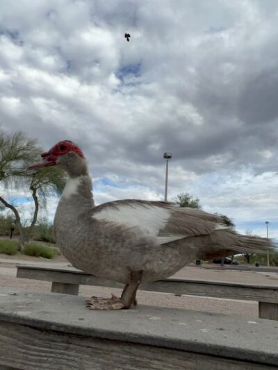 Kennedy Lake - Tucson, AZ