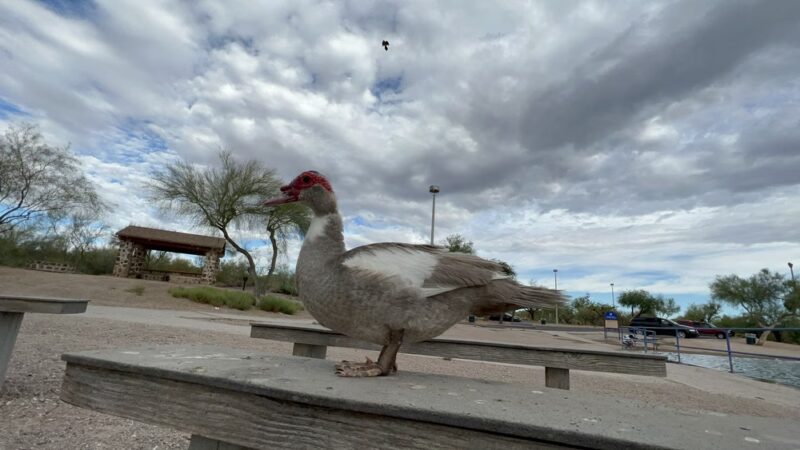 Kennedy Lake - Tucson, AZ