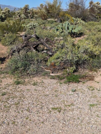 Lincoln Park - Tucson, AZ