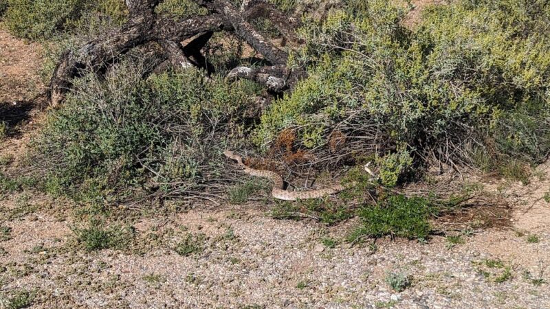 Lincoln Park - Tucson, AZ