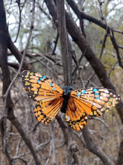 Lincoln Park - Tucson, AZ