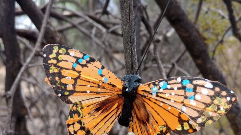 Lincoln Park - Tucson, AZ