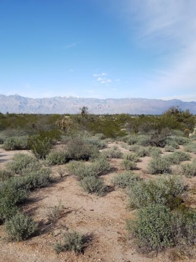 Lower Lincoln Park - Tucson, AZ