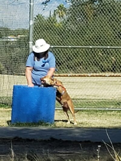 Lower Lincoln Park - Tucson, AZ