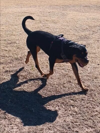 McCormick Park - Tucson, AZ