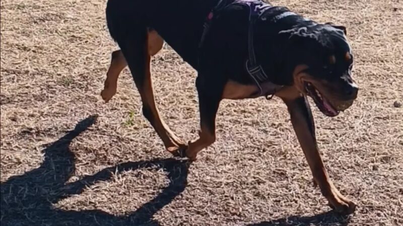 McCormick Park - Tucson, AZ