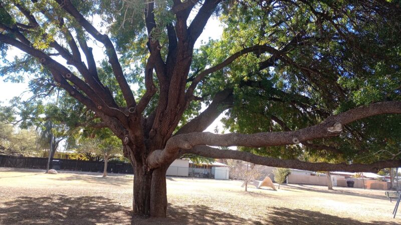 McCormick Park - Tucson, AZ