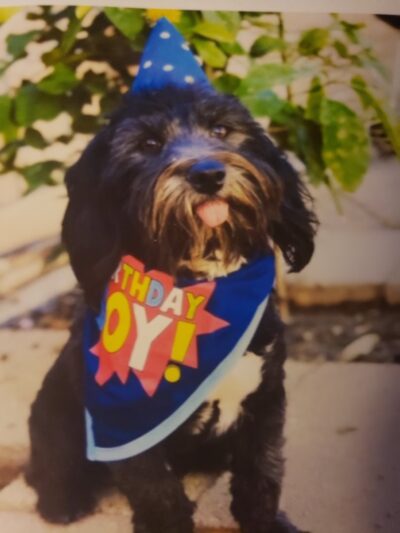 Park & Bark Pet Washing Tucson - Tucson, AZ