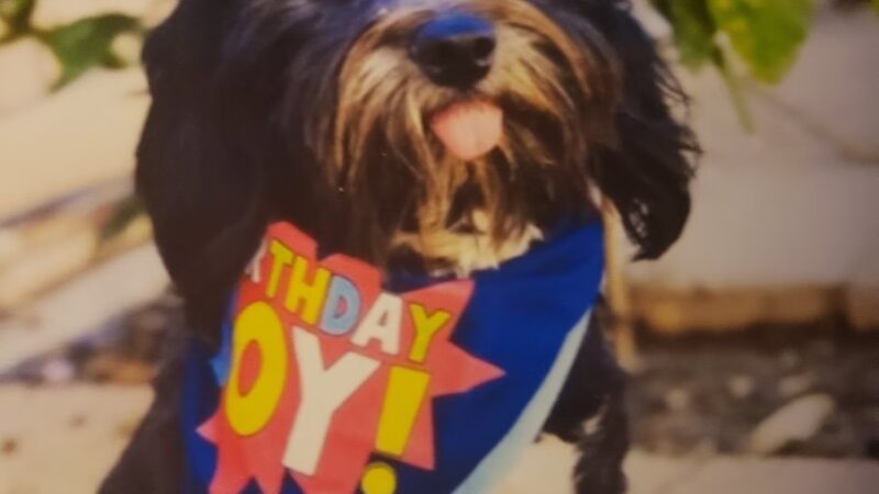 Park & Bark Pet Washing Tucson - Tucson, AZ