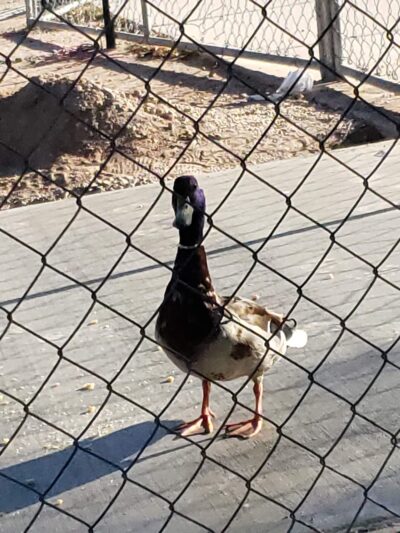 Reid Park Ramada #2 - Tucson, AZ