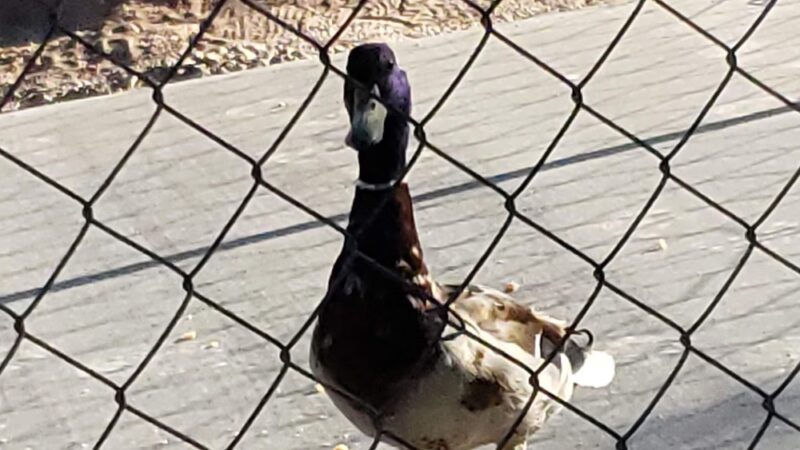 Reid Park Ramada #2 - Tucson, AZ