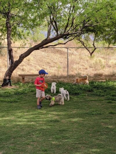 SaddleBrooke Dog Park - Private Community Park - Tucson, AZ