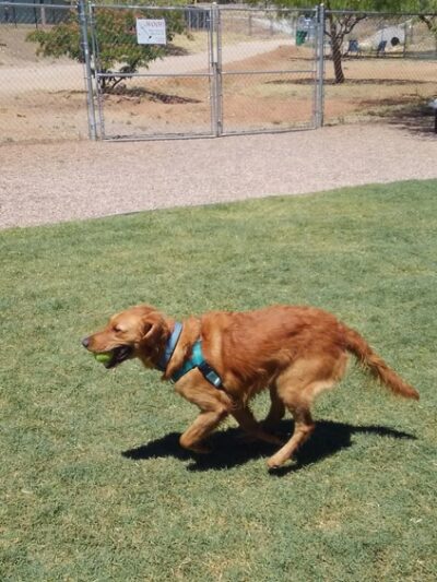 SaddleBrooke Dog Park - Private Community Park - Tucson, AZ