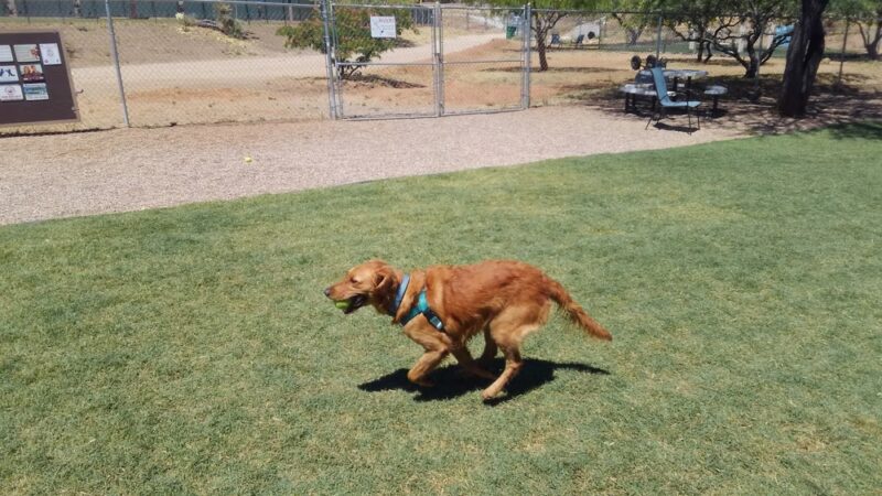 SaddleBrooke Dog Park - Private Community Park - Tucson, AZ