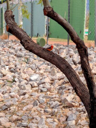 SaddleBrooke Dog Park - Private Community Park - Tucson, AZ