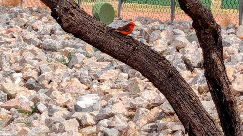 SaddleBrooke Dog Park - Private Community Park - Tucson, AZ