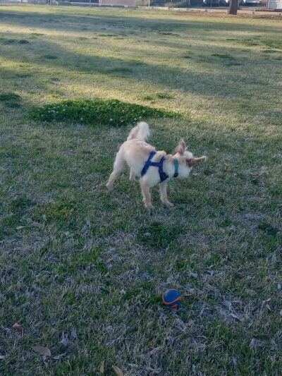 Swan Way Park - Tucson, AZ