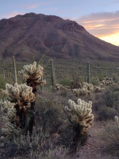 Tucson Mountain Park - Tucson, AZ