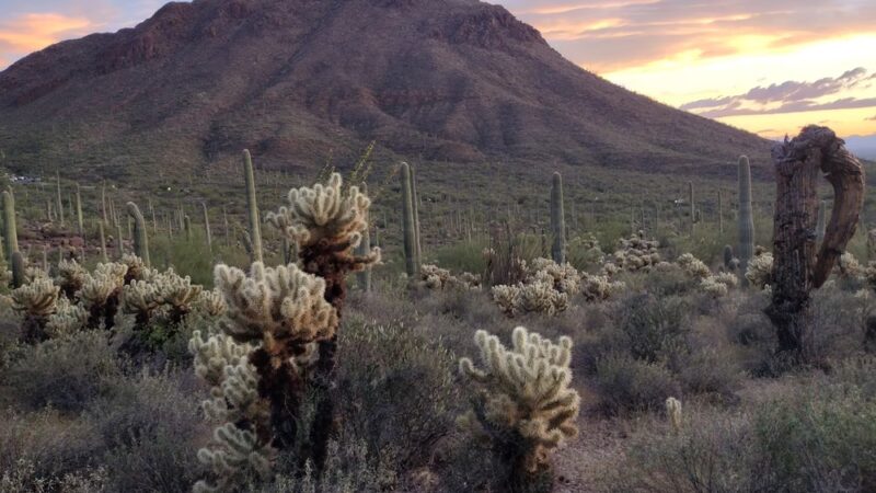 Tucson Mountain Park - Tucson, AZ