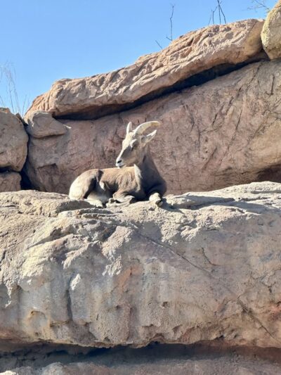 Tucson Mountain Park - Tucson, AZ