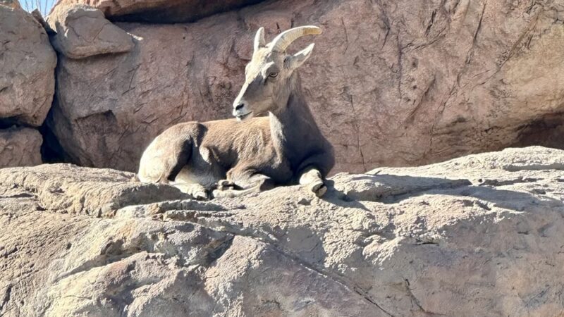 Tucson Mountain Park - Tucson, AZ