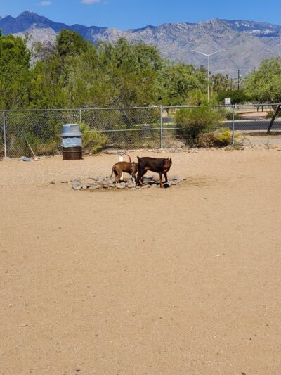 Udall Dog Park - Tucson, AZ