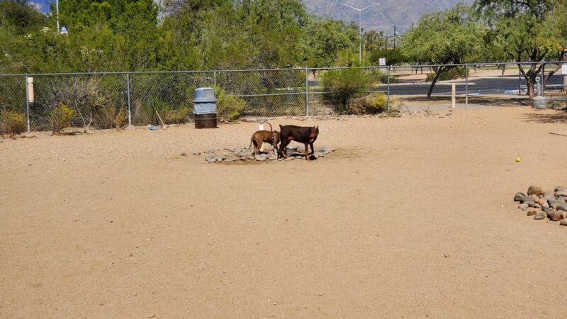 Udall Dog Park - Tucson, AZ