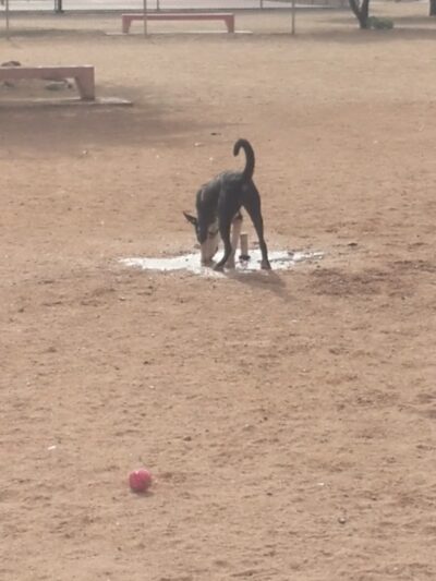 Udall Dog Park - Tucson, AZ