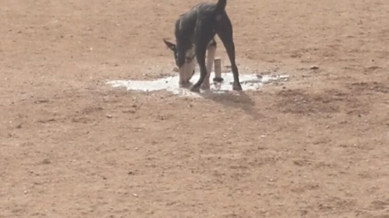 Udall Dog Park - Tucson, AZ