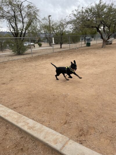 Udall Dog Park - Tucson, AZ