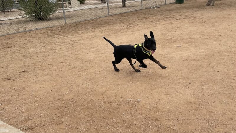 Udall Dog Park - Tucson, AZ