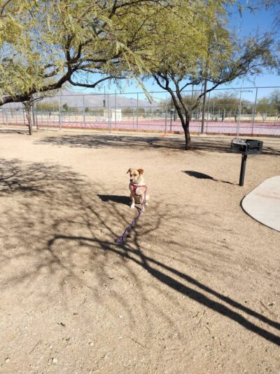 Udall Dog Park - Tucson, AZ