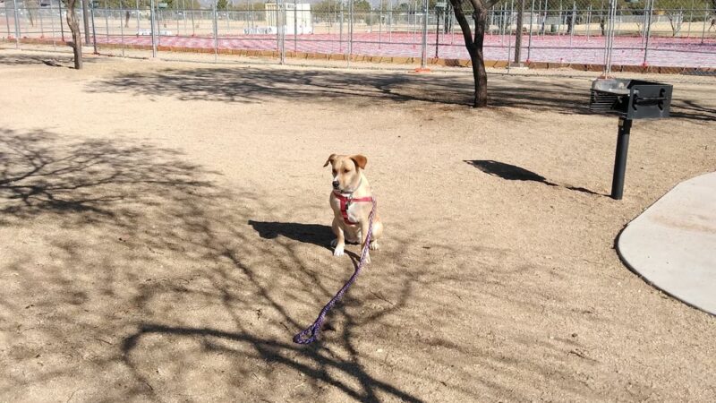 Udall Dog Park - Tucson, AZ