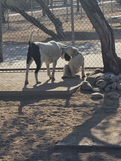 Udall Dog Park - Tucson, AZ