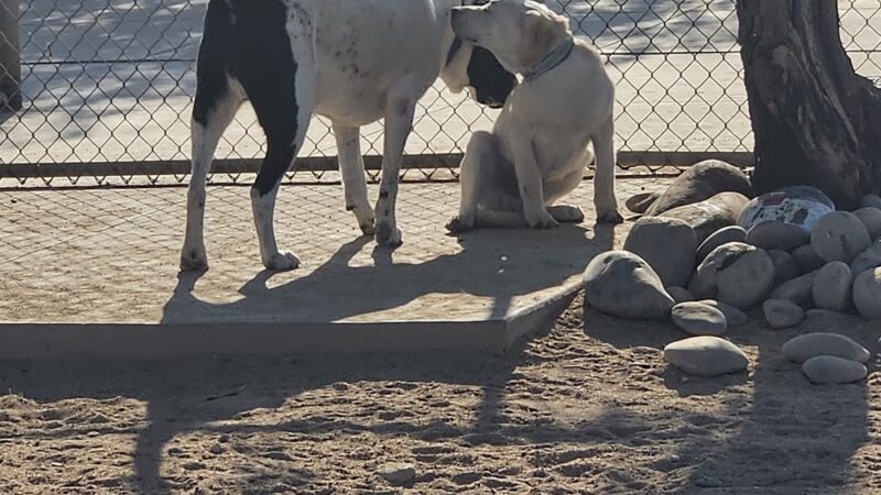 Udall Dog Park - Tucson, AZ
