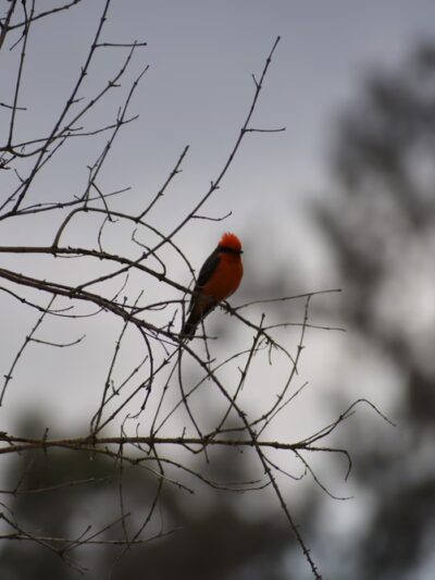 Villa Serena Park - Tucson, AZ