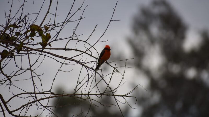Villa Serena Park - Tucson, AZ