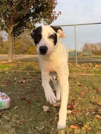 Tunica Humane Society - Tunica, MS