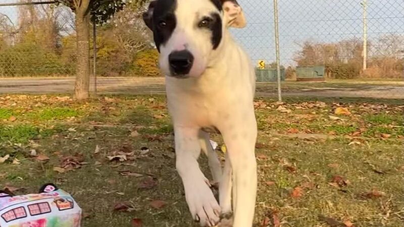 Tunica Humane Society - Tunica, MS