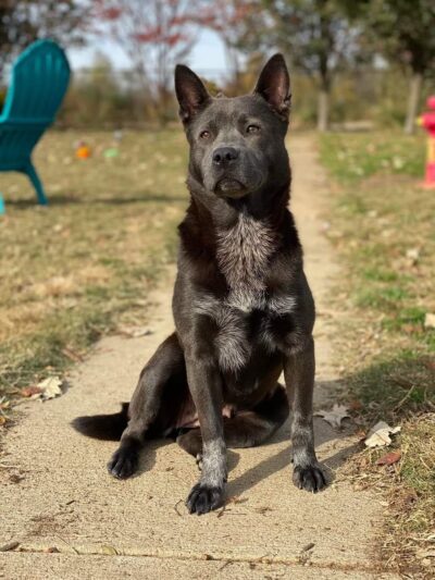 Tunica Humane Society - Tunica, MS