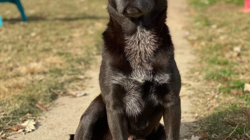 Tunica Humane Society - Tunica, MS