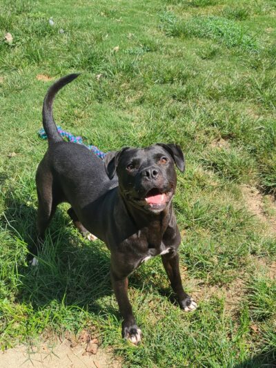 Tunica Humane Society - Tunica, MS