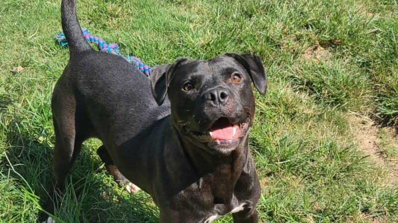 Tunica Humane Society - Tunica, MS